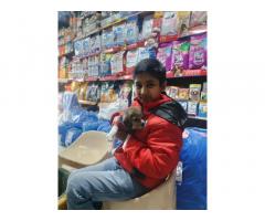 Bedi Pet Shop Pet supply store in Patiala, Punjab
