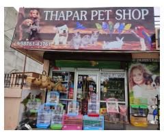 Thapar Pet Shop and Dog Trainer Patiala Punjab