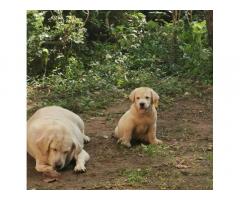 Labrador puppies available for Sale Kollam