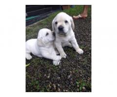 Labrador puppies available for sale Angamaly