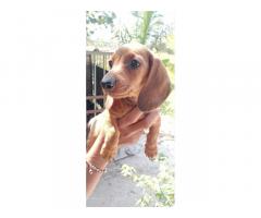 Dachshund Puppies available for Sale