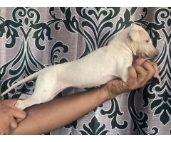 Chippiparai puppies available for sale in Madurai