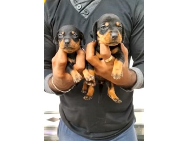 Dachshund Puppies available for Sale - 1/2