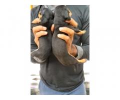 Dachshund Puppies available for Sale - 2