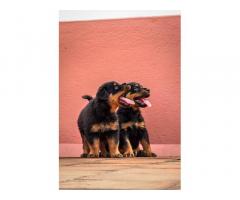 Rottweiler Puppies available for Sale with KCI