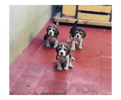 Beagle Male and female puppies available