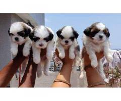 Shih Tzu puppies are available