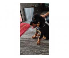 Rottweiler 70 days 4 male puppies available
