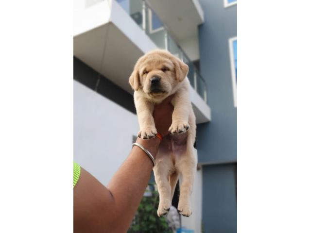Labrador puppies available for sale Indore - 1/2