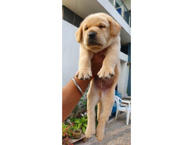 Labrador puppies available for sale Indore - 2/2