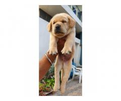 Labrador puppies available for sale Indore - 2
