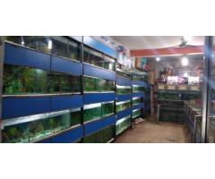 Baby Fancy Fish Home And Pet Shop Faizabad