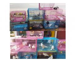 Parava Pets and Aquarium Pet store in Kerala