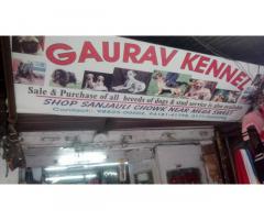 Gaurav Pet Shop Pet store in Shimla, Himachal Pradesh