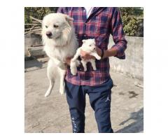 Pomeranian Puppies available for sale