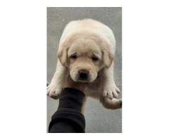 Labrador Female Puppy Available