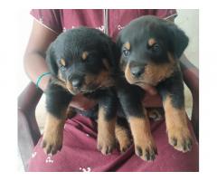 Rottweiler Puppies Available for Sale Chennai