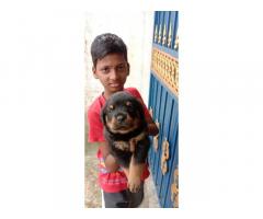 Rottweiler Puppies Available for Sale Chennai