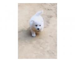 Pom Male Puppy Available for Sale