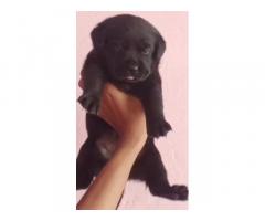 Labrador Puppy Available MP Ujjain