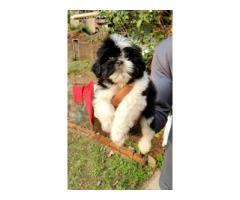 Lhasa male n female available