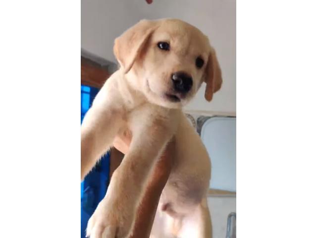 Golden Labrador Price in Kanpur, Labrador Dog Buy Online