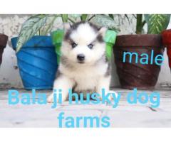 Husky Puppies Available in Ludhiana