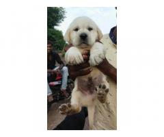 Labrador Price in Ahmadnagar, Labrador Puppy Buy Online