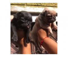 Pug Puppy available in patiala punjab