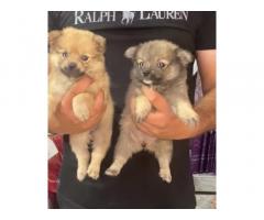 Pom Puppy Available For Sale in Karnal Haryana