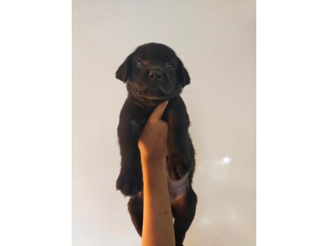 Labrador Black Male Puppy Available in Karnal For Sale - 1/1