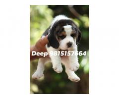 Beagle Puppies available