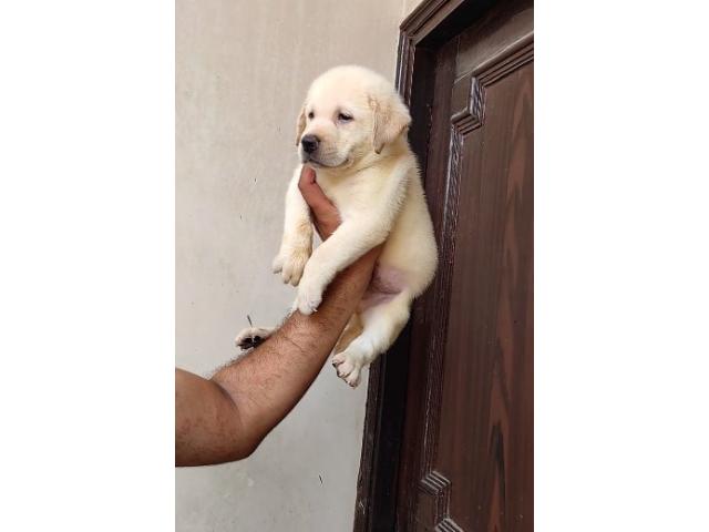 Labrador Retriever For Sale in Karnal - 1/1
