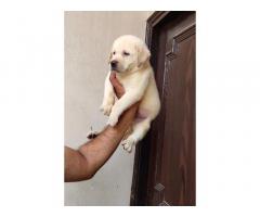 Labrador Retriever For Sale in Karnal
