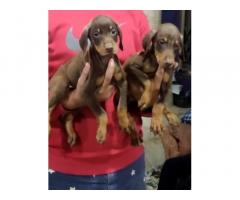 Doberman puppies available in Silchar Assam