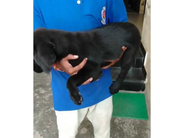 Labrador female for sale in Ludhiana, Lab Female Ludhiana - 2/2