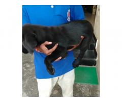 Labrador female for sale in Ludhiana, Lab Female Ludhiana - 2