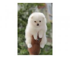 Snow White Pom Puppy Available