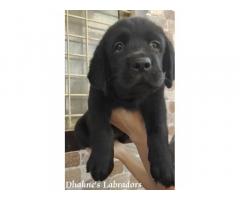 Labrador Dog Price in Nashik, For Sale, Buy Online