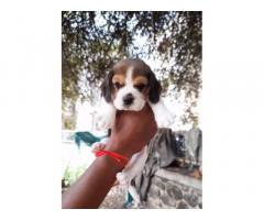 Beagle Puppy available for sale in pune