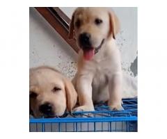 Labrador puppy for sale in Delhi