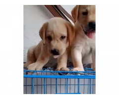 Labrador puppy for sale in Delhi