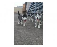 Husky Blue eyes female Puppies for sale in Bangalore