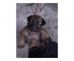 German Shepherd (GSD) for Sale in Batala Punjab - 1
