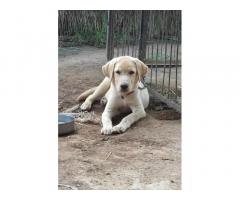 Labrador Price in Ladwa Haryana, For Sale, Buy Online