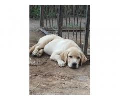 Labrador Price in Ladwa Haryana, For Sale, Buy Online