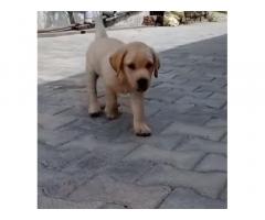 Labrador puppy for sale in delhi