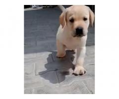 Labrador puppy for sale in delhi