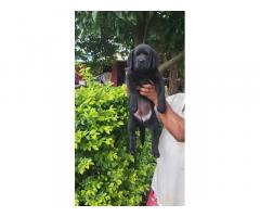 Black Labrador Puppy Price in Nashik, For Sale