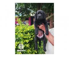 Black Labrador Puppy Price in Nashik, For Sale